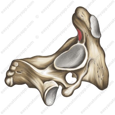 Posterior articular surface (facies articularis posterior)